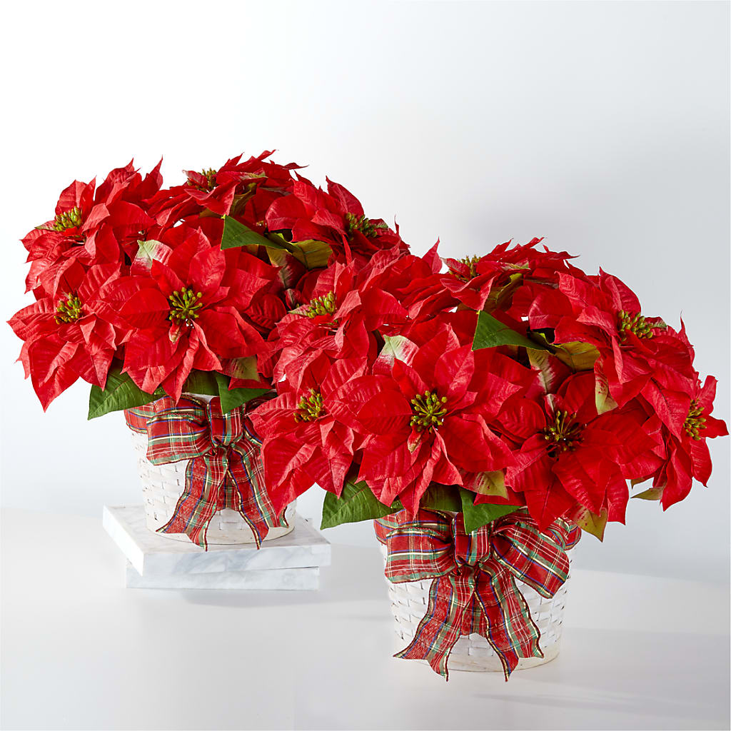 Happiest Holidays Poinsettia Bundle – ENCHANTED FLORIST & GREENHOUSE LTD, Maspeth NY