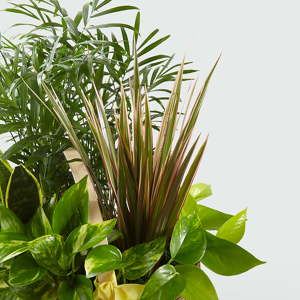French Garden – ENCHANTED FLORIST & GREENHOUSE LTD, Maspeth NY