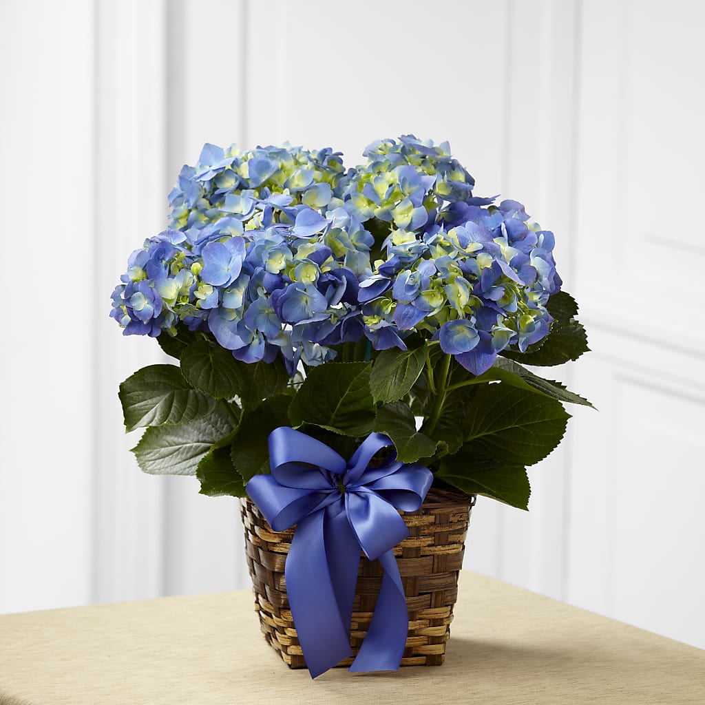 Blue Hydrangea Planter – ENCHANTED FLORIST & GREENHOUSE LTD, Maspeth NY