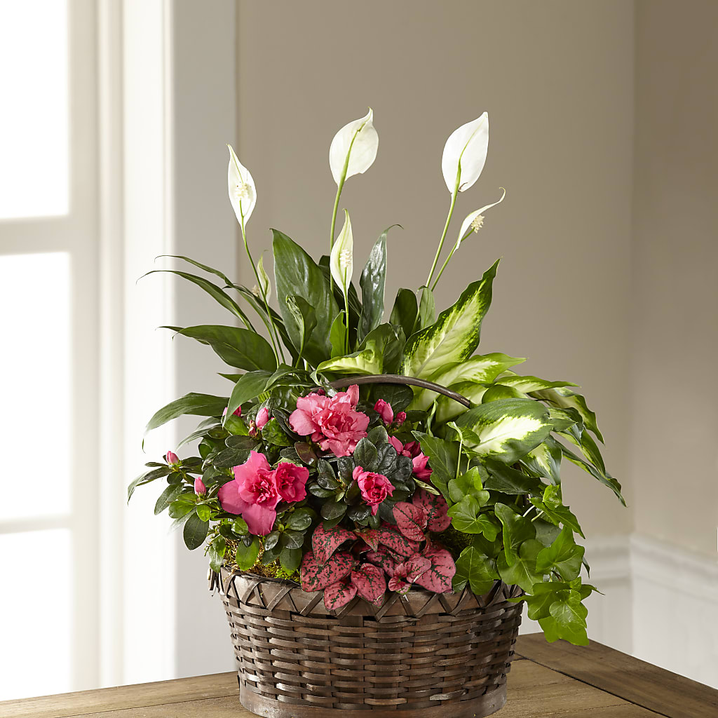 Dream in Pink Dishgarden – ENCHANTED FLORIST & GREENHOUSE LTD, Maspeth NY