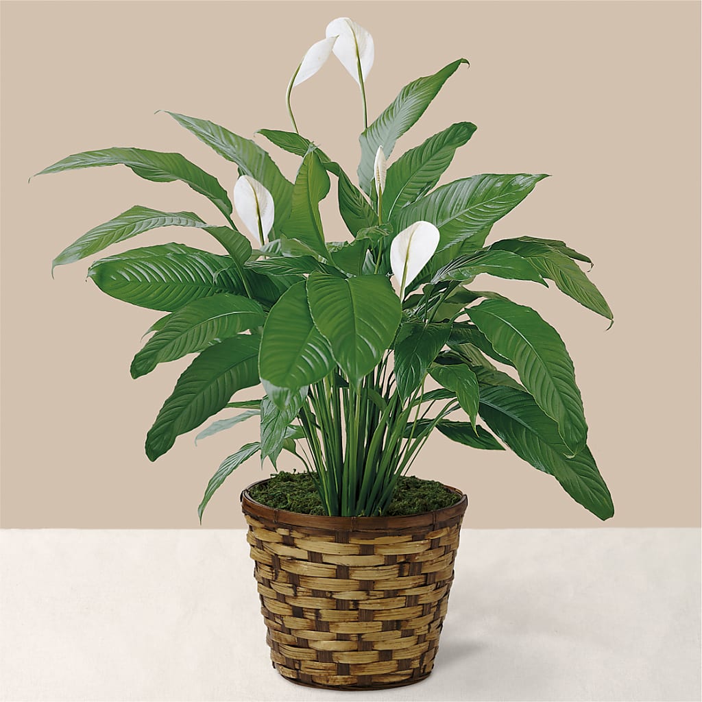 Tranquil Moments Peace Lily Plant – ENCHANTED FLORIST & GREENHOUSE LTD, Maspeth NY