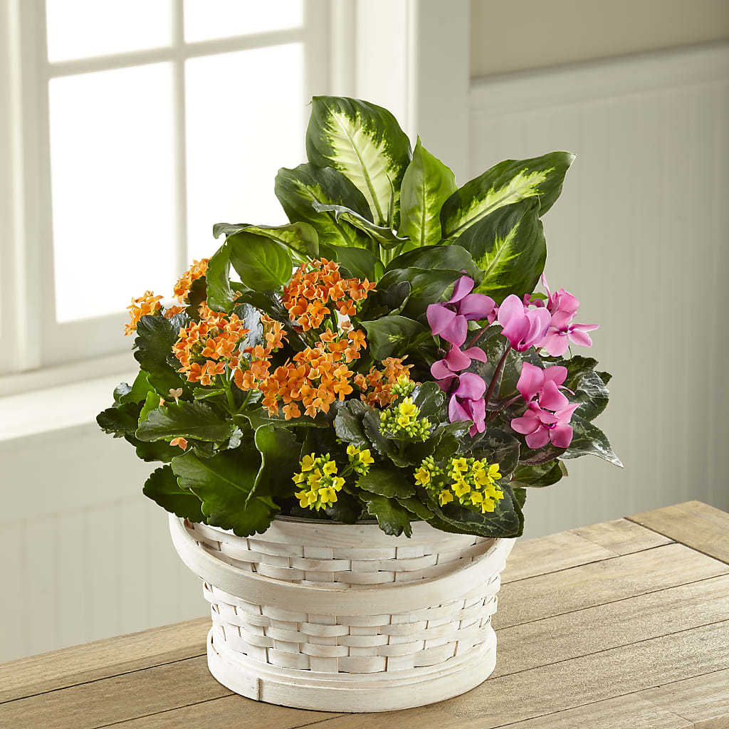 Color Crush Dishgarden – ENCHANTED FLORIST & GREENHOUSE LTD, Maspeth NY