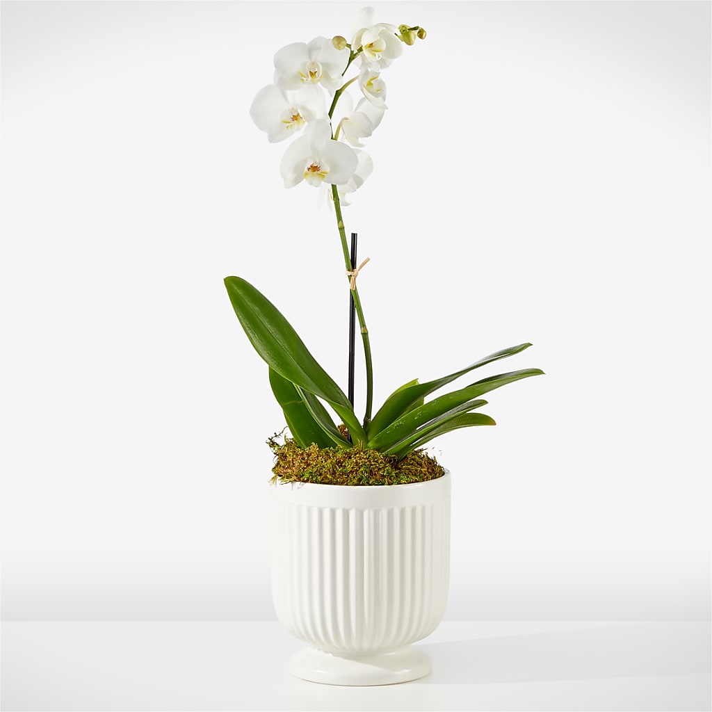 Whispering White Orchid – ENCHANTED FLORIST & GREENHOUSE LTD, Maspeth NY
