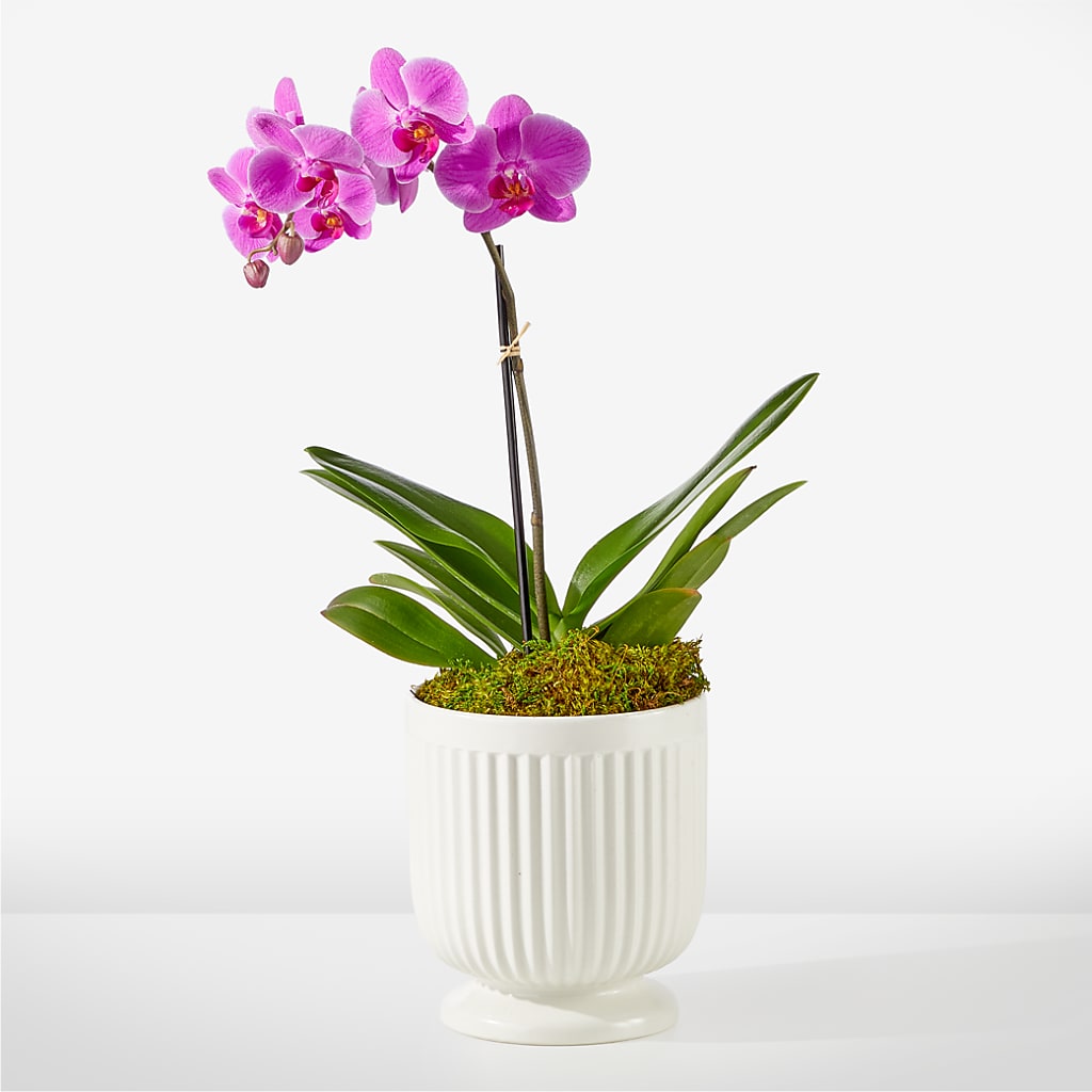Friendly Fuchsia Orchid – ENCHANTED FLORIST & GREENHOUSE LTD, Maspeth NY