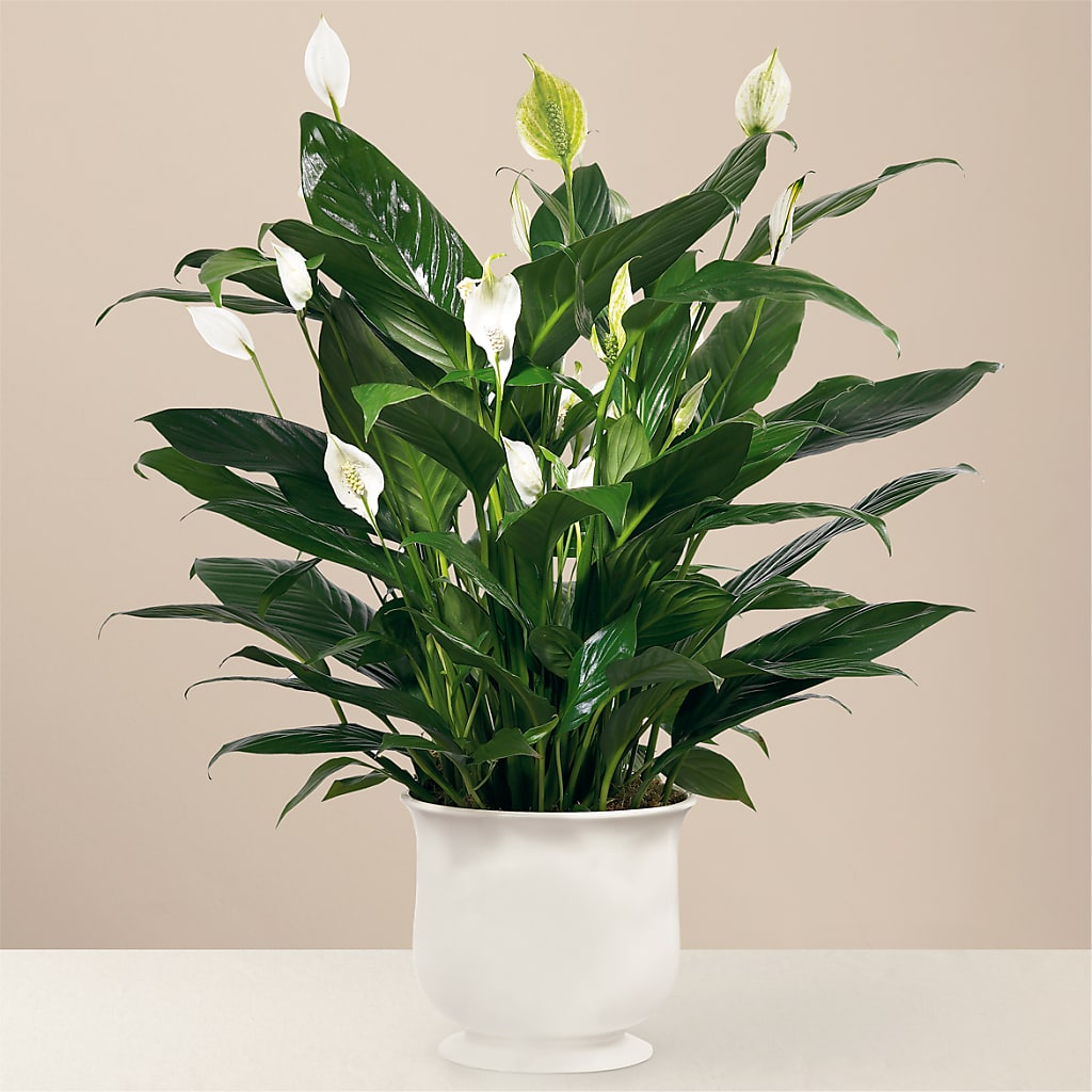 Comfort Planter – ENCHANTED FLORIST & GREENHOUSE LTD, Maspeth NY