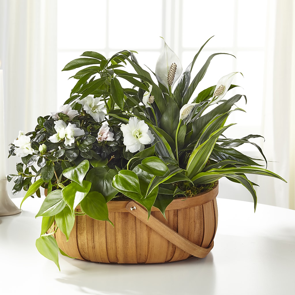 Serene Dishgarden – ENCHANTED FLORIST & GREENHOUSE LTD, Maspeth NY