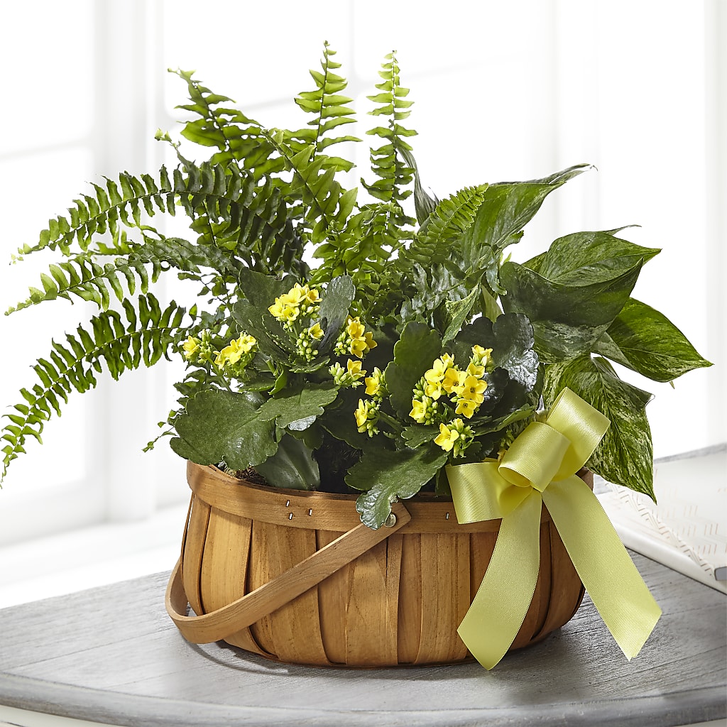 Always Dear Dishgarden – ENCHANTED FLORIST & GREENHOUSE LTD, Maspeth NY