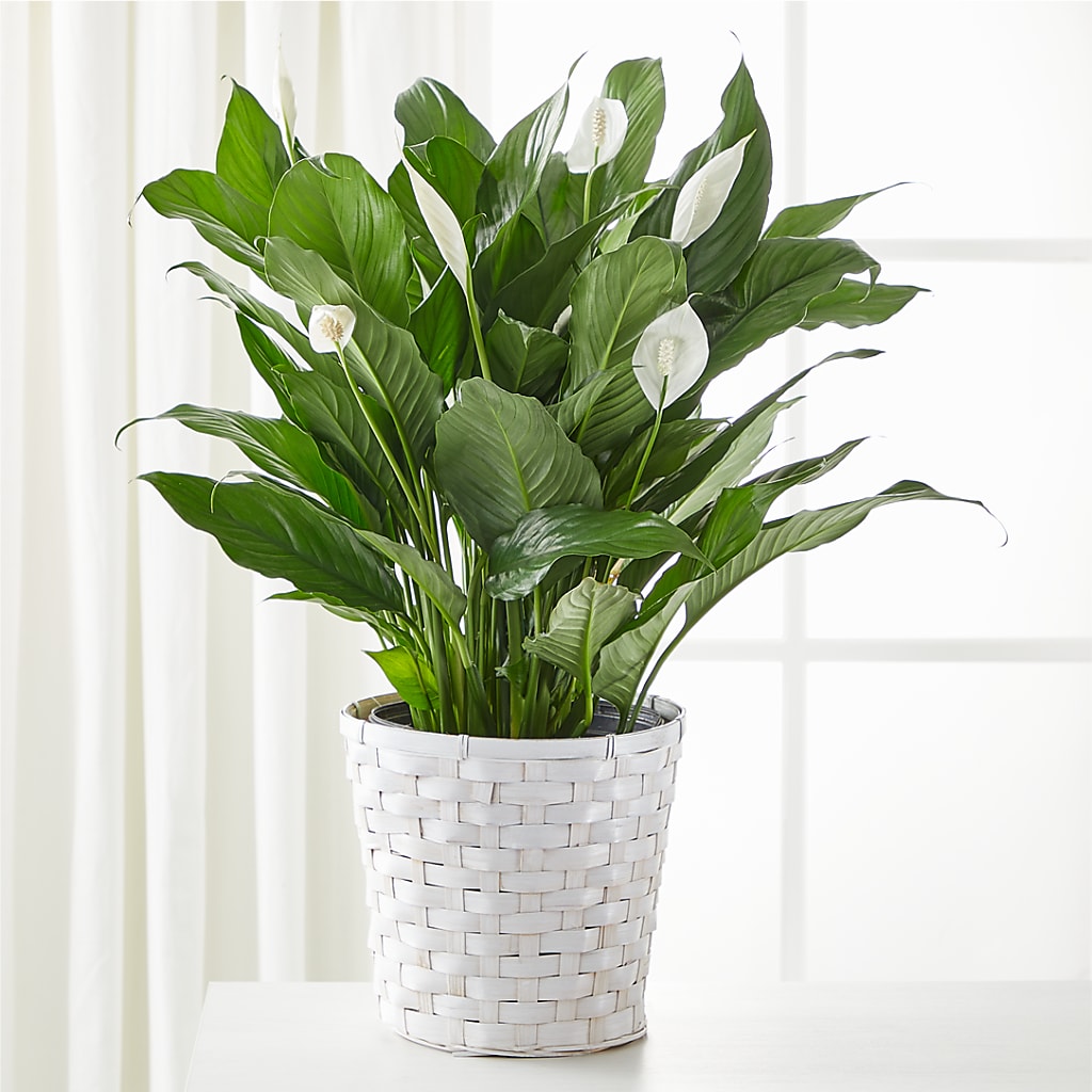 A New Leaf Peace Lily – ENCHANTED FLORIST & GREENHOUSE LTD, Maspeth NY