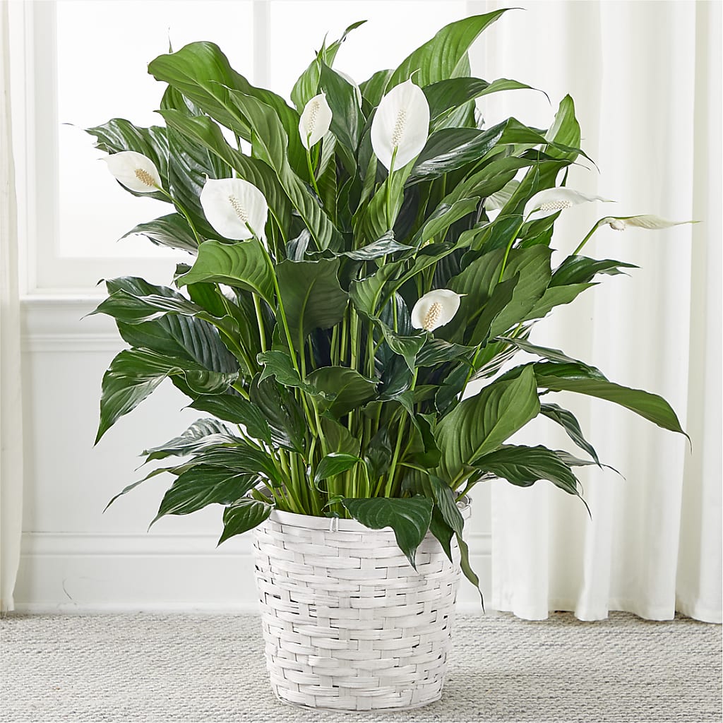 A New Leaf Peace Lily – ENCHANTED FLORIST & GREENHOUSE LTD, Maspeth NY