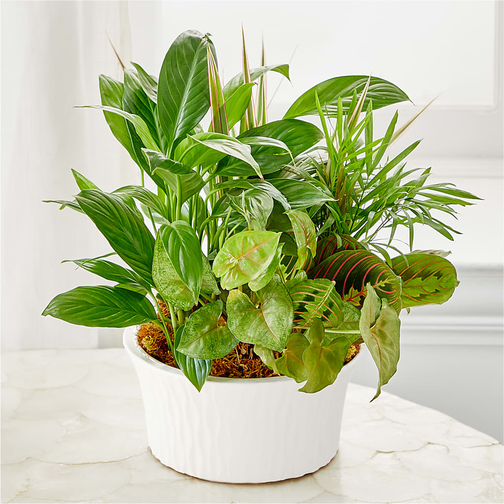 Balance & Harmony Dishgarden – ENCHANTED FLORIST & GREENHOUSE LTD, Maspeth NY