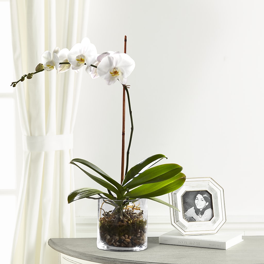 White Orchid Planter – ENCHANTED FLORIST & GREENHOUSE LTD, Maspeth NY