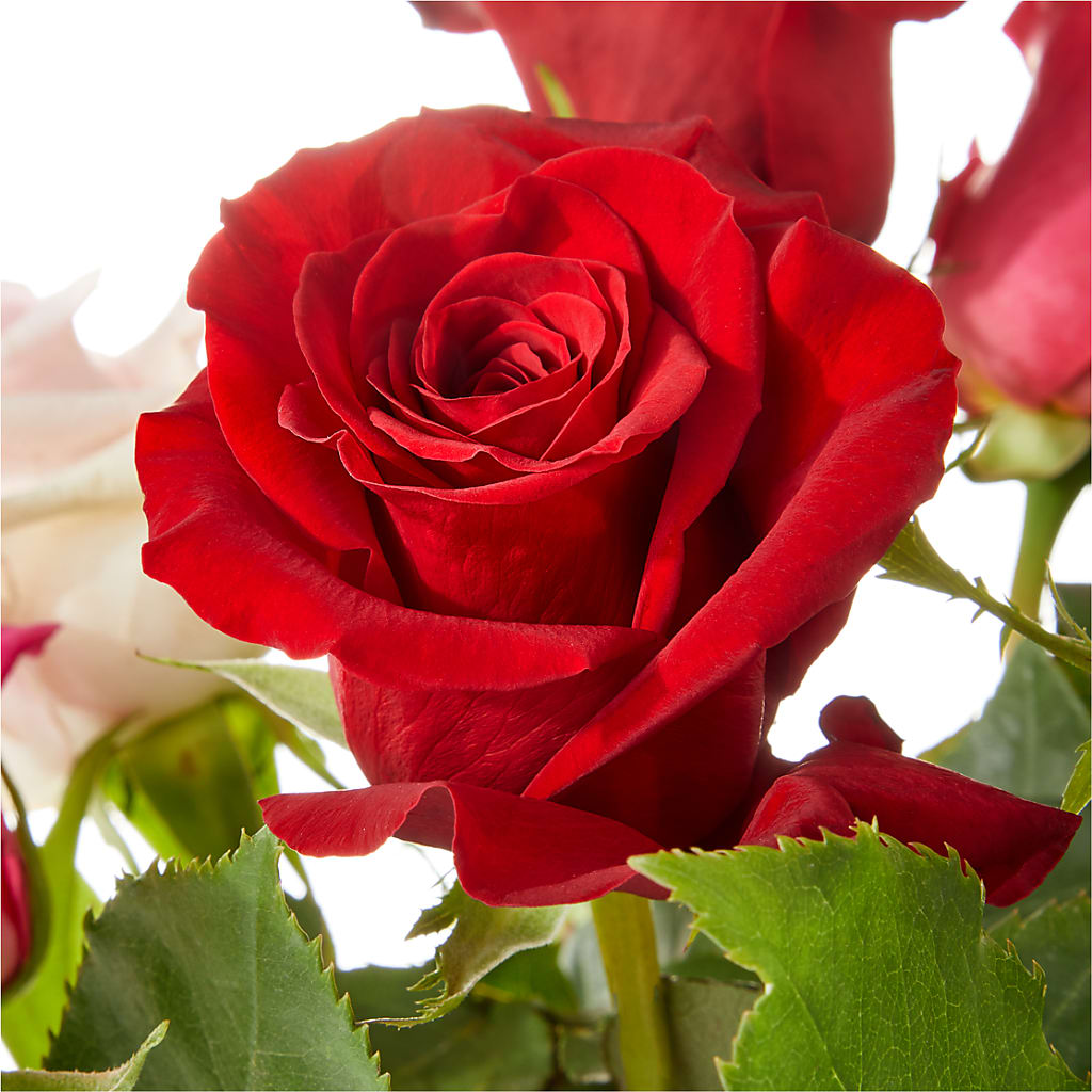 Love Notes Rose Bouquet – ENCHANTED FLORIST & GREENHOUSE LTD, Maspeth NY