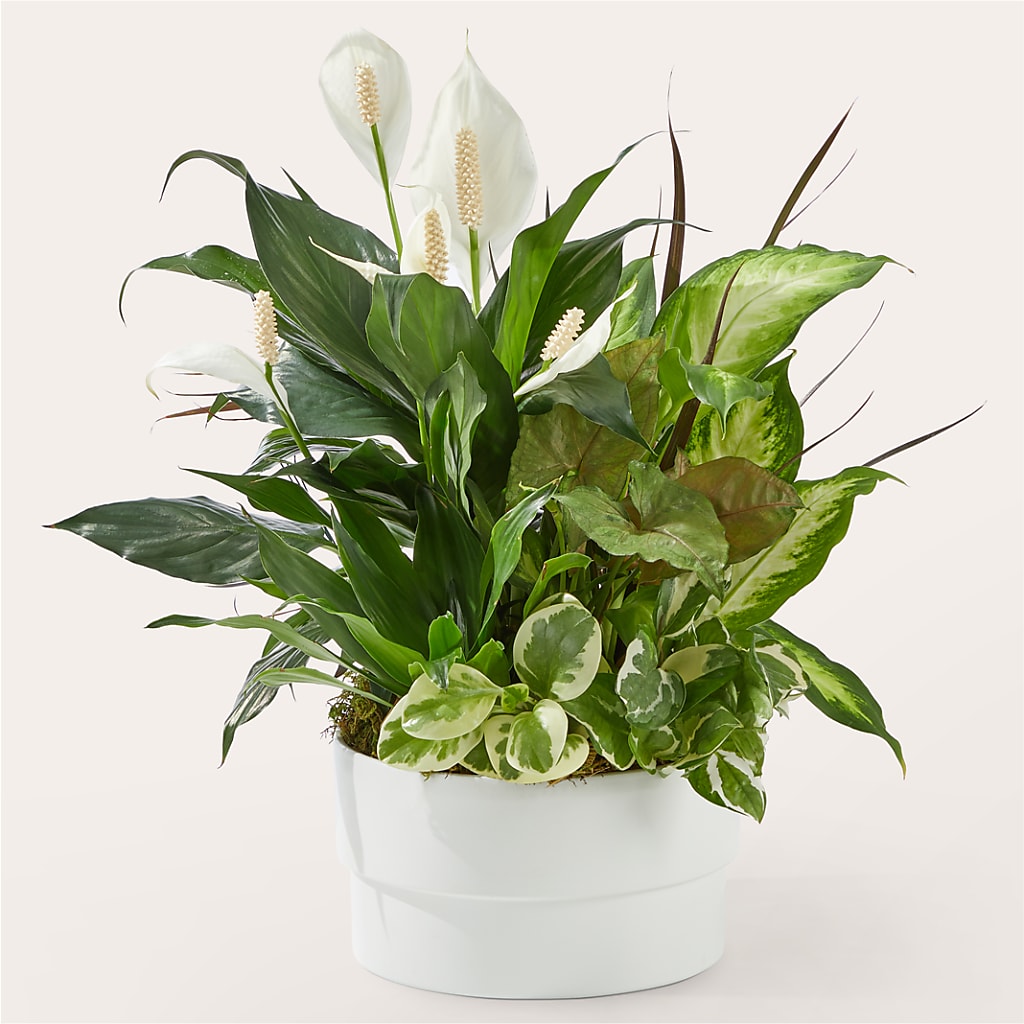 Radiating Positivity Dishgarden – ENCHANTED FLORIST & GREENHOUSE LTD, Maspeth NY