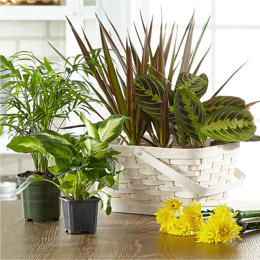 Florist Designed Blooming and Green Plants in a Basket – ENCHANTED FLORIST & GREENHOUSE LTD, Maspeth NY