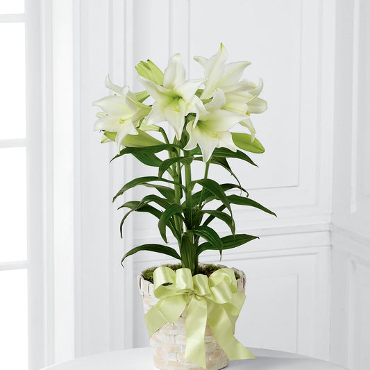 Easter Lily Plant – ENCHANTED FLORIST & GREENHOUSE LTD, Maspeth NY