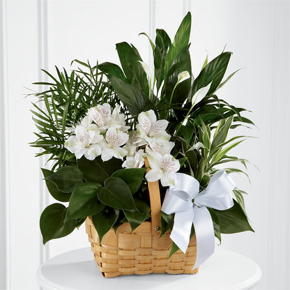 Peace & Serenity Dishgarden – ENCHANTED FLORIST & GREENHOUSE LTD, Maspeth NY