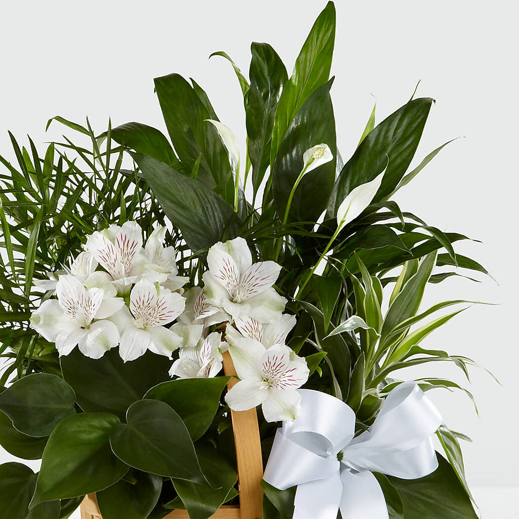 Peace & Serenity Dishgarden – ENCHANTED FLORIST & GREENHOUSE LTD, Maspeth NY