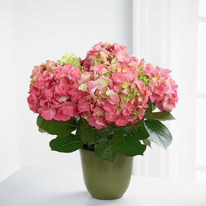 Pink Hydrangea Planter – ENCHANTED FLORIST & GREENHOUSE LTD, Maspeth NY