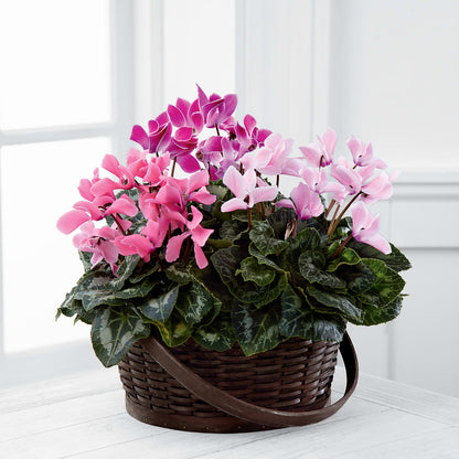Mixed Cyclamen Planter – ENCHANTED FLORIST & GREENHOUSE LTD, Maspeth NY