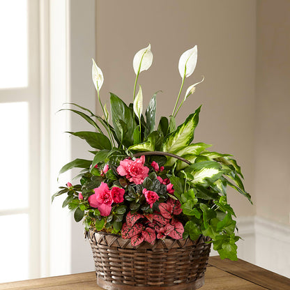 Dream in Pink Dishgarden – ENCHANTED FLORIST & GREENHOUSE LTD, Maspeth NY