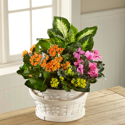 Color Crush Dishgarden – ENCHANTED FLORIST & GREENHOUSE LTD, Maspeth NY
