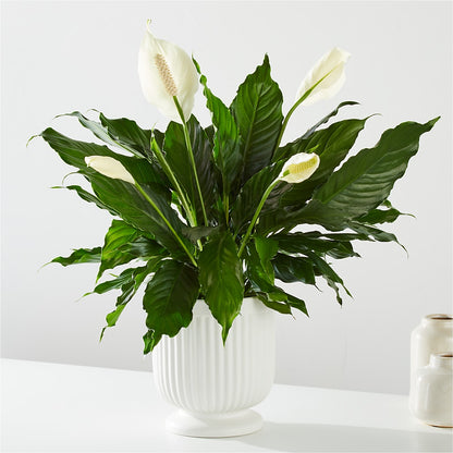 Comfort Planter – ENCHANTED FLORIST & GREENHOUSE LTD, Maspeth NY