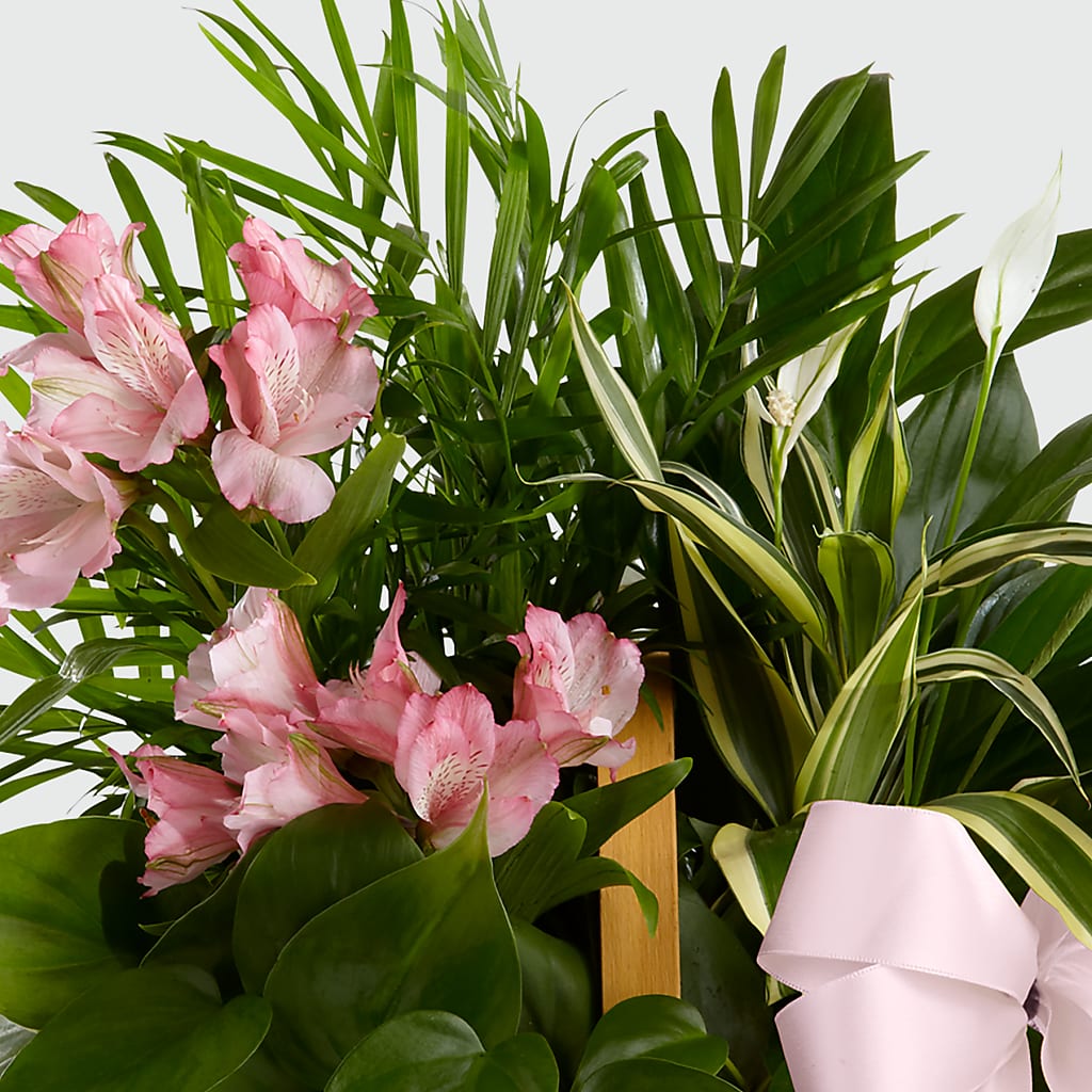 Living Spirit Dishgarden – ENCHANTED FLORIST & GREENHOUSE LTD, Maspeth NY