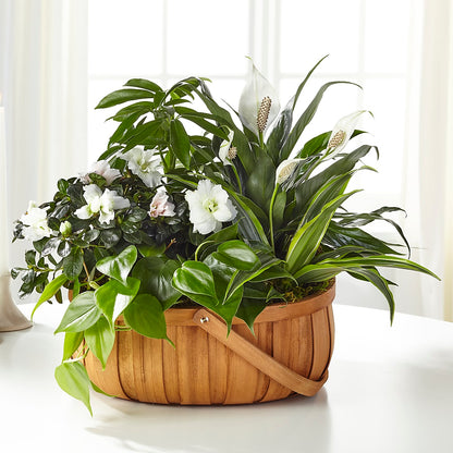 Serene Dishgarden – ENCHANTED FLORIST & GREENHOUSE LTD, Maspeth NY