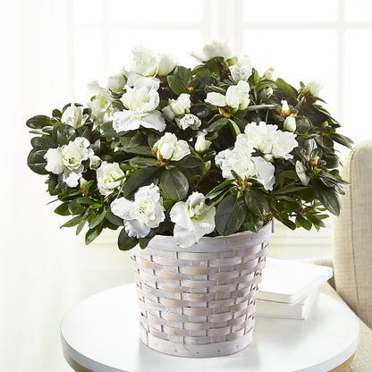 White Azalea Plant – ENCHANTED FLORIST & GREENHOUSE LTD, Maspeth NY