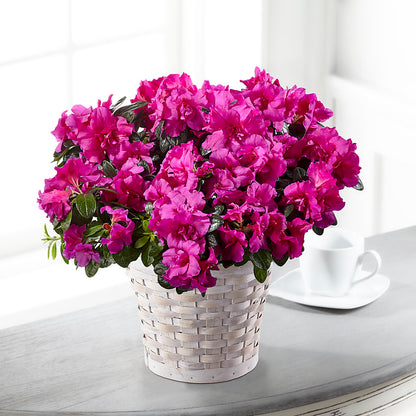 Hope & Serenity Azalea Plant – ENCHANTED FLORIST & GREENHOUSE LTD, Maspeth NY