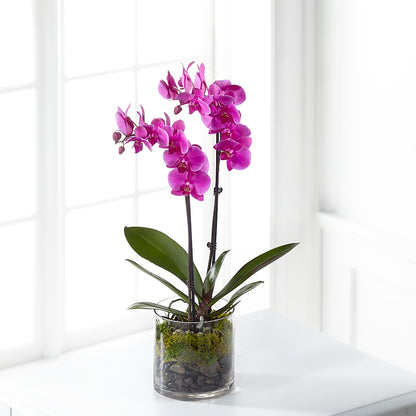 Pink Orchid Plant – ENCHANTED FLORIST & GREENHOUSE LTD, Maspeth NY