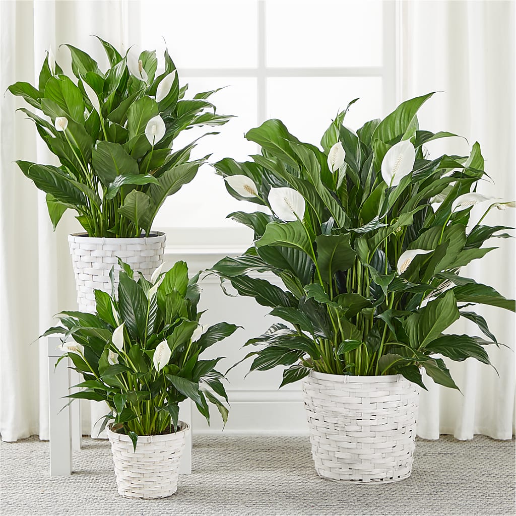 A New Leaf Peace Lily – ENCHANTED FLORIST & GREENHOUSE LTD, Maspeth NY