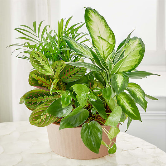 Balance & Harmony Dishgarden – ENCHANTED FLORIST & GREENHOUSE LTD, Maspeth NY