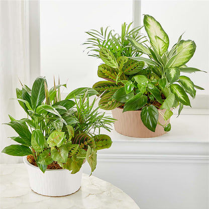 Balance & Harmony Dishgarden – ENCHANTED FLORIST & GREENHOUSE LTD, Maspeth NY