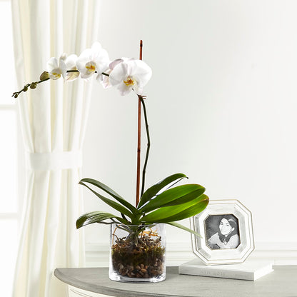 White Orchid Planter – ENCHANTED FLORIST & GREENHOUSE LTD, Maspeth NY