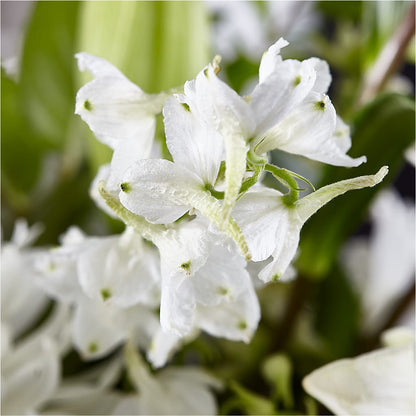 Classic Ivory – A Florist Original – ENCHANTED FLORIST & GREENHOUSE LTD, Maspeth NY